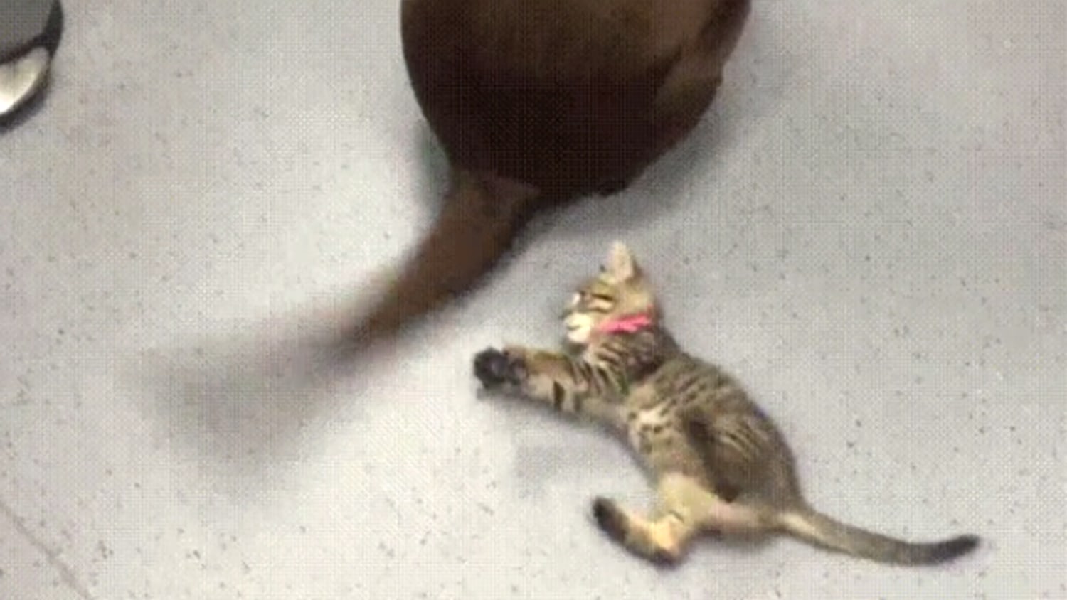 kitten-dog-tail-today-160630-
