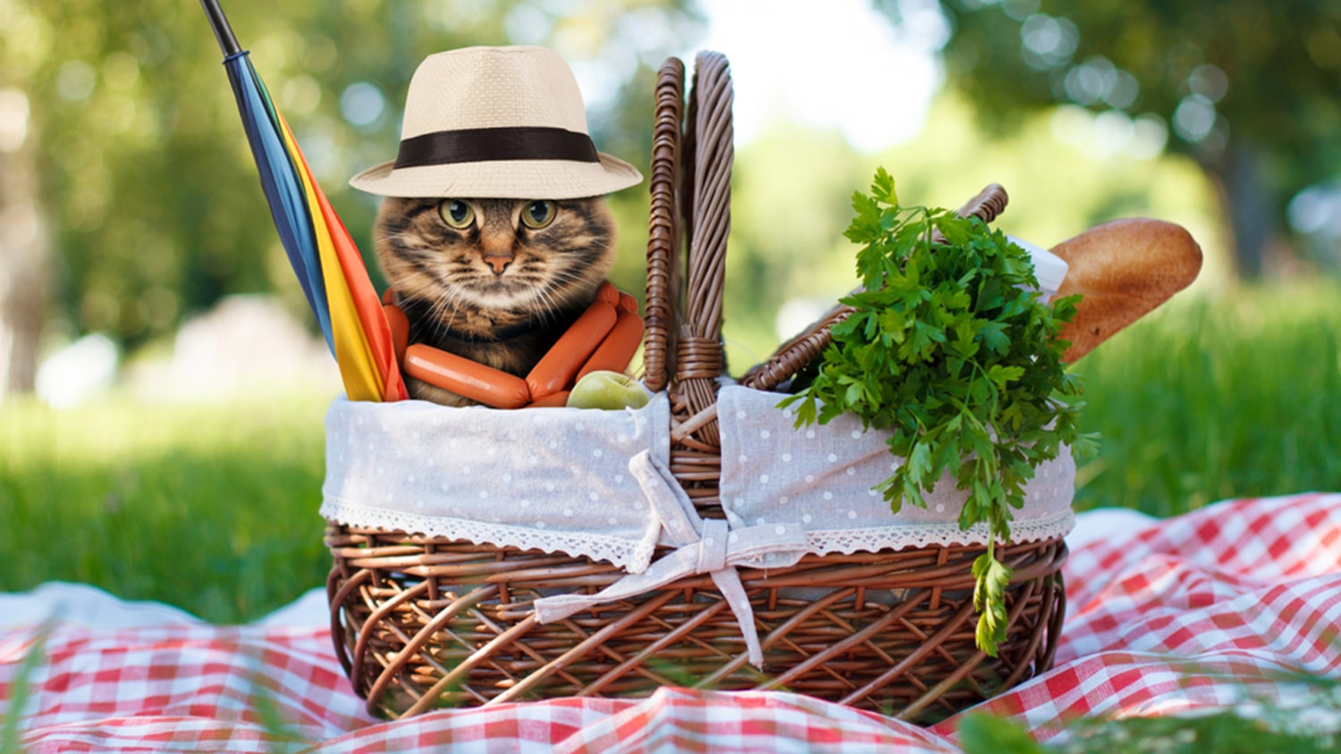 Tips for a perfect picnic plus recipes