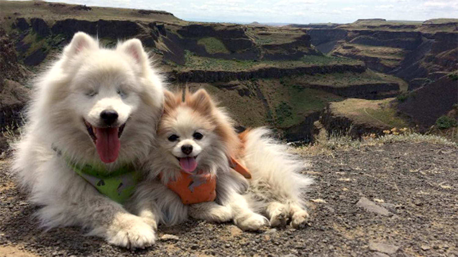 can a samoyed and a pomeranian be friends