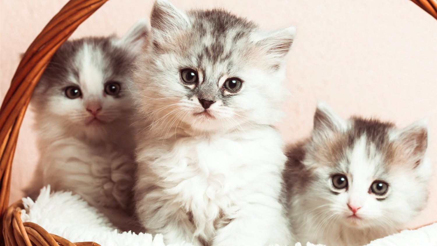 cat scratch treatment cdc