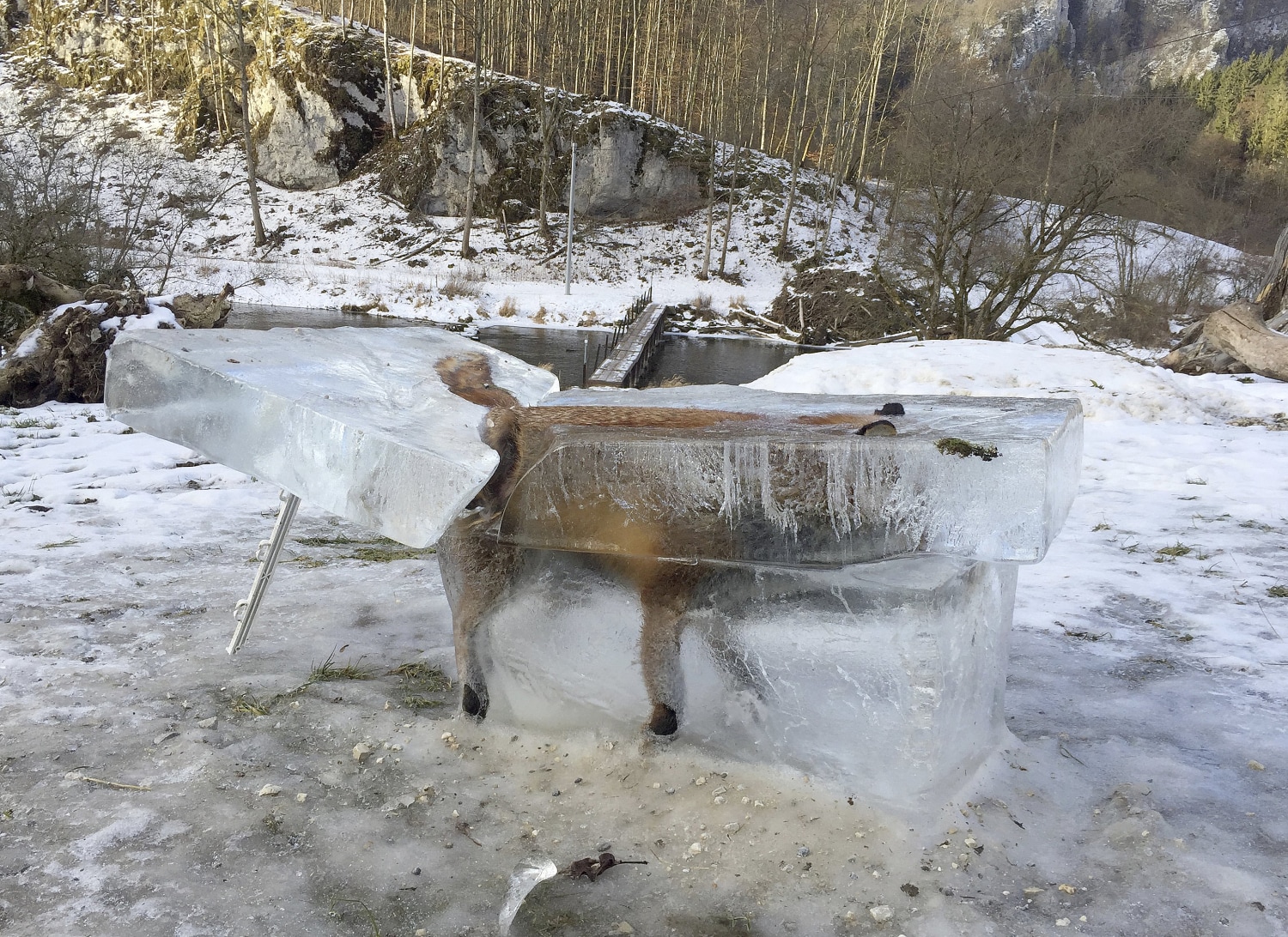 Should You Put Ice in a Deer? 
