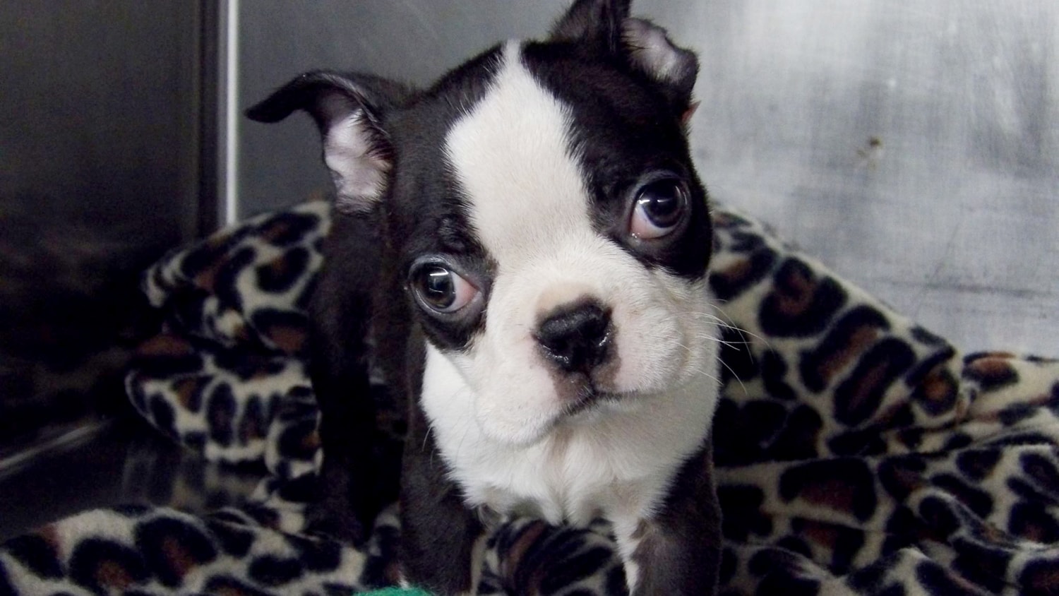 Truck Of Puppies Crashes Sparks Amazing Rescue Mission