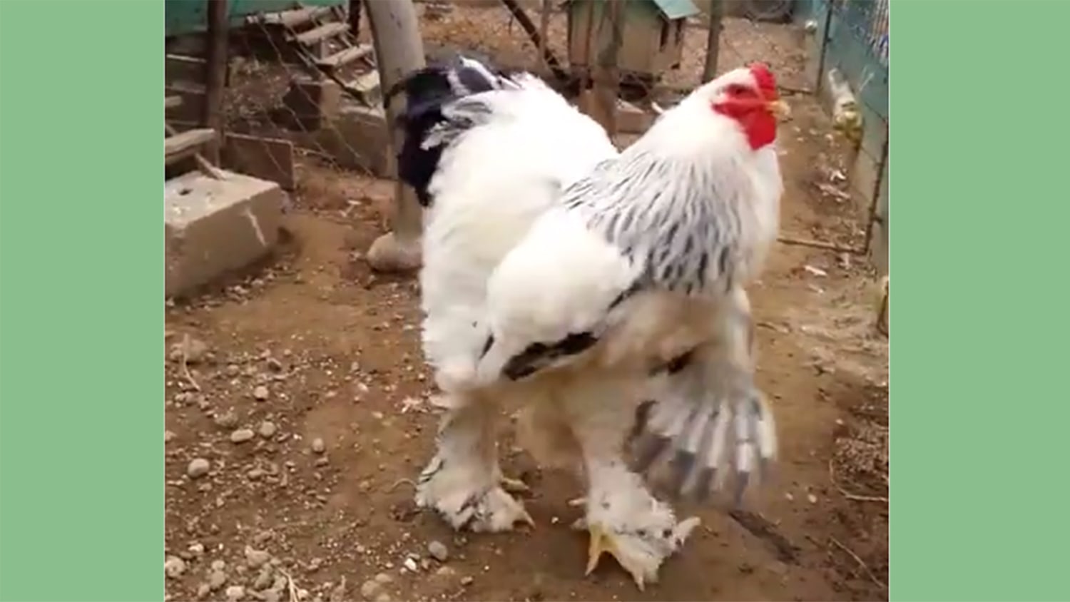 5 things you should know about the GIANT Brahma Chicken –