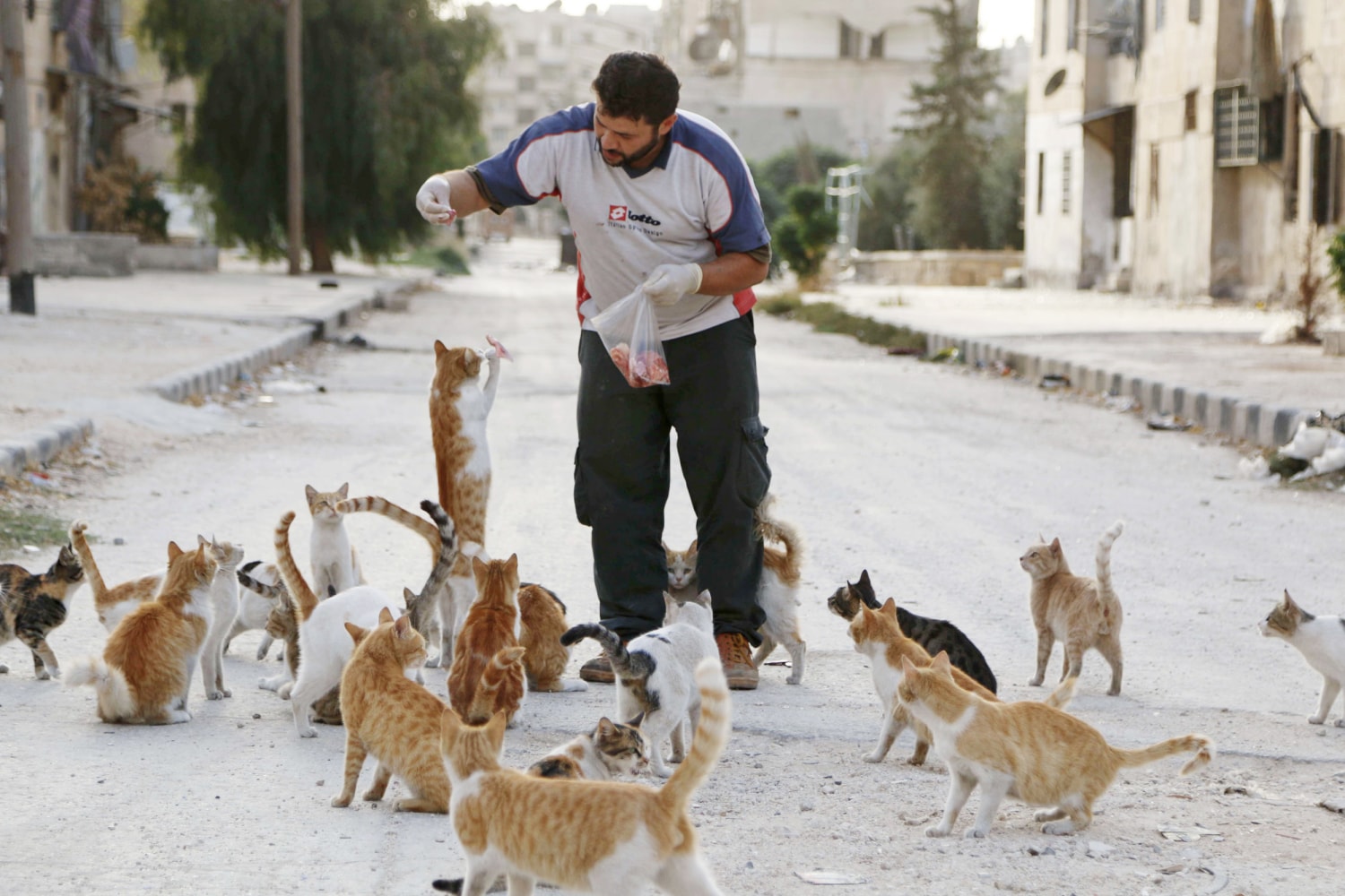 Rabid Stray Cat Attacks Manchester, New Jersey Residents