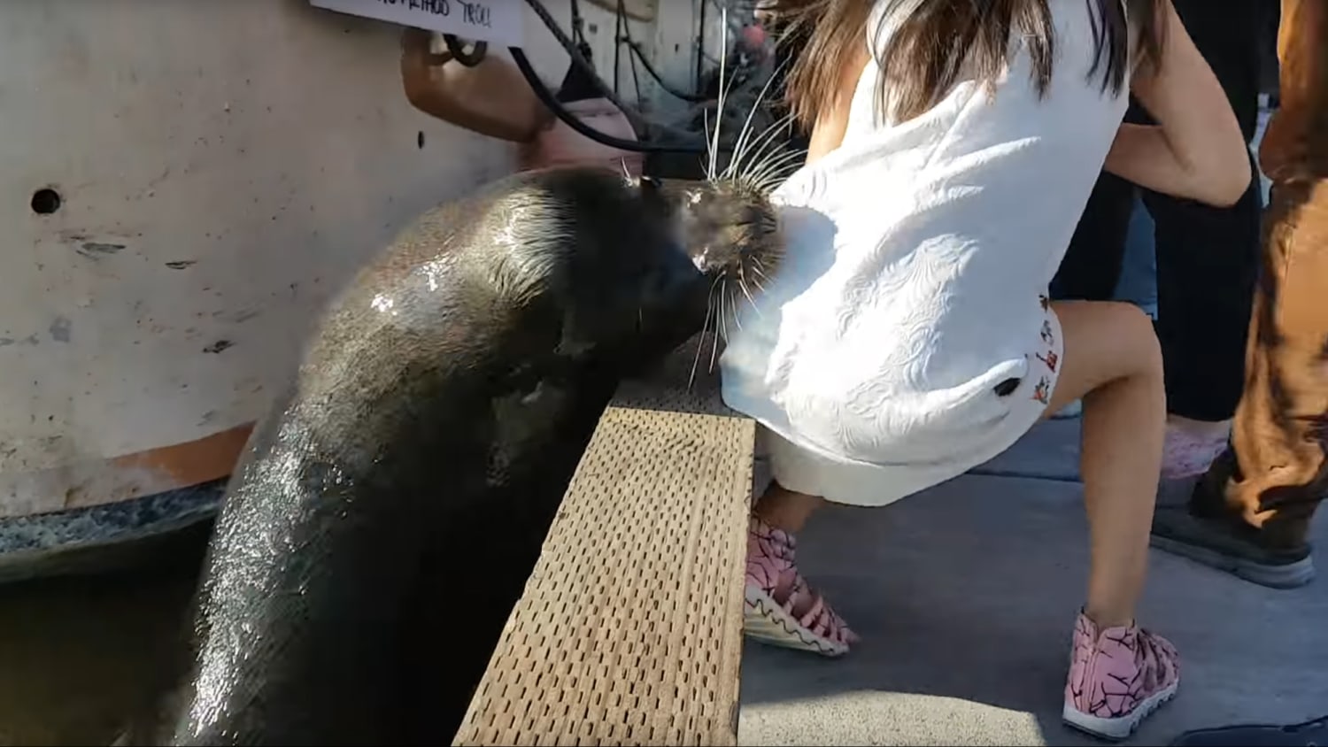 Baby seal trapped in sea defence is saved from drowning