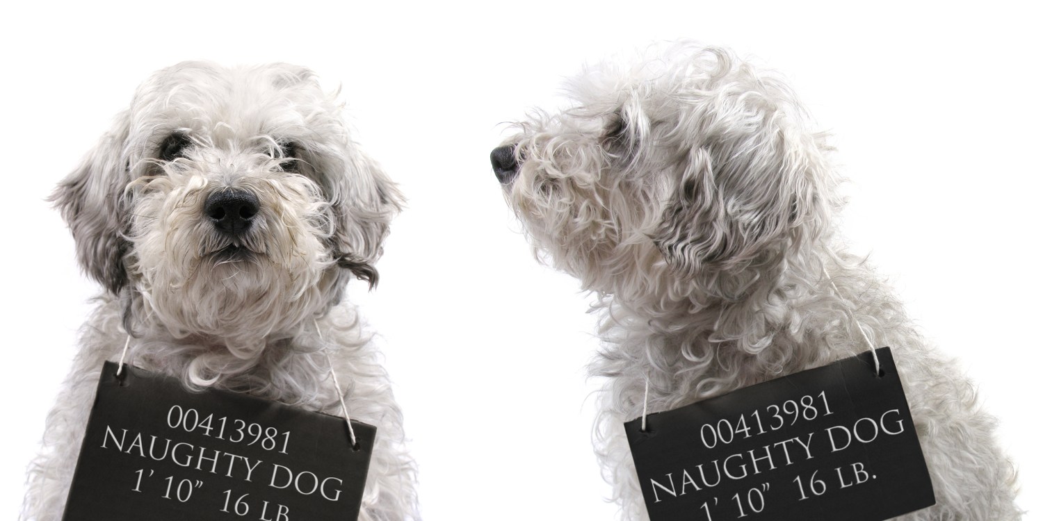 What Your Dog's Bad Behavior Says About You