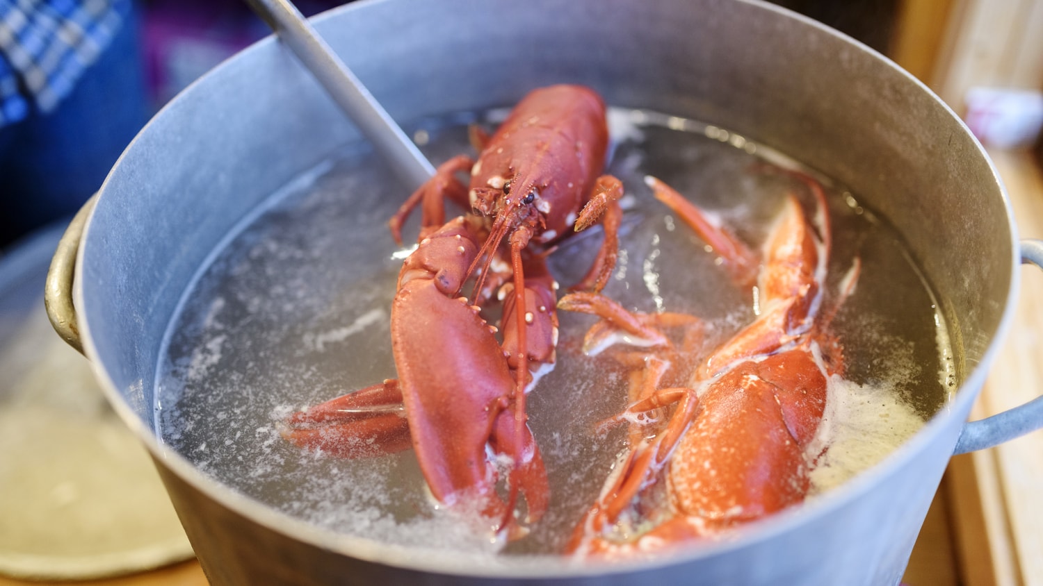 Do Lobsters Feel Pain?