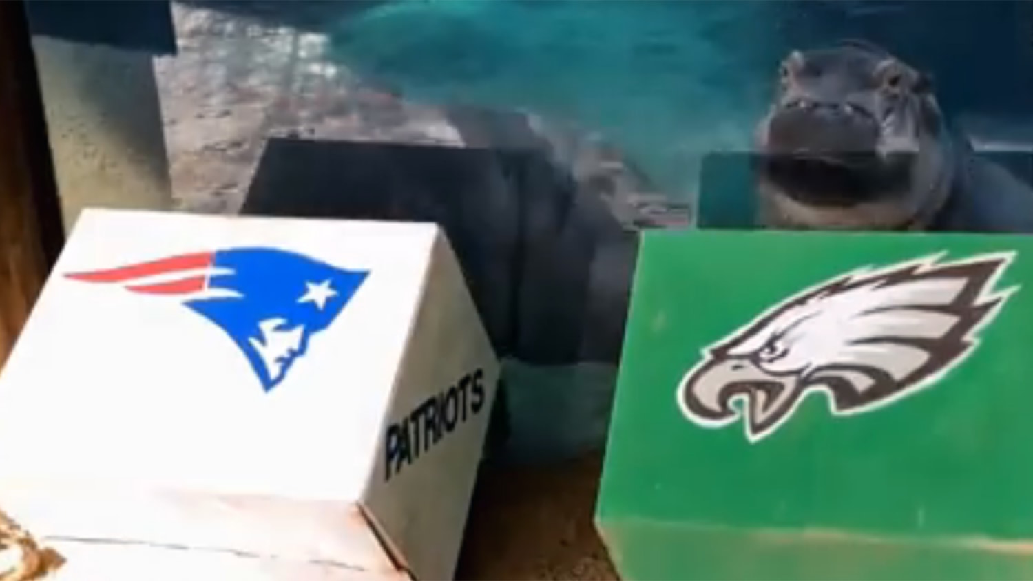 Predicting panda picks Eagles as Super Bowl victor