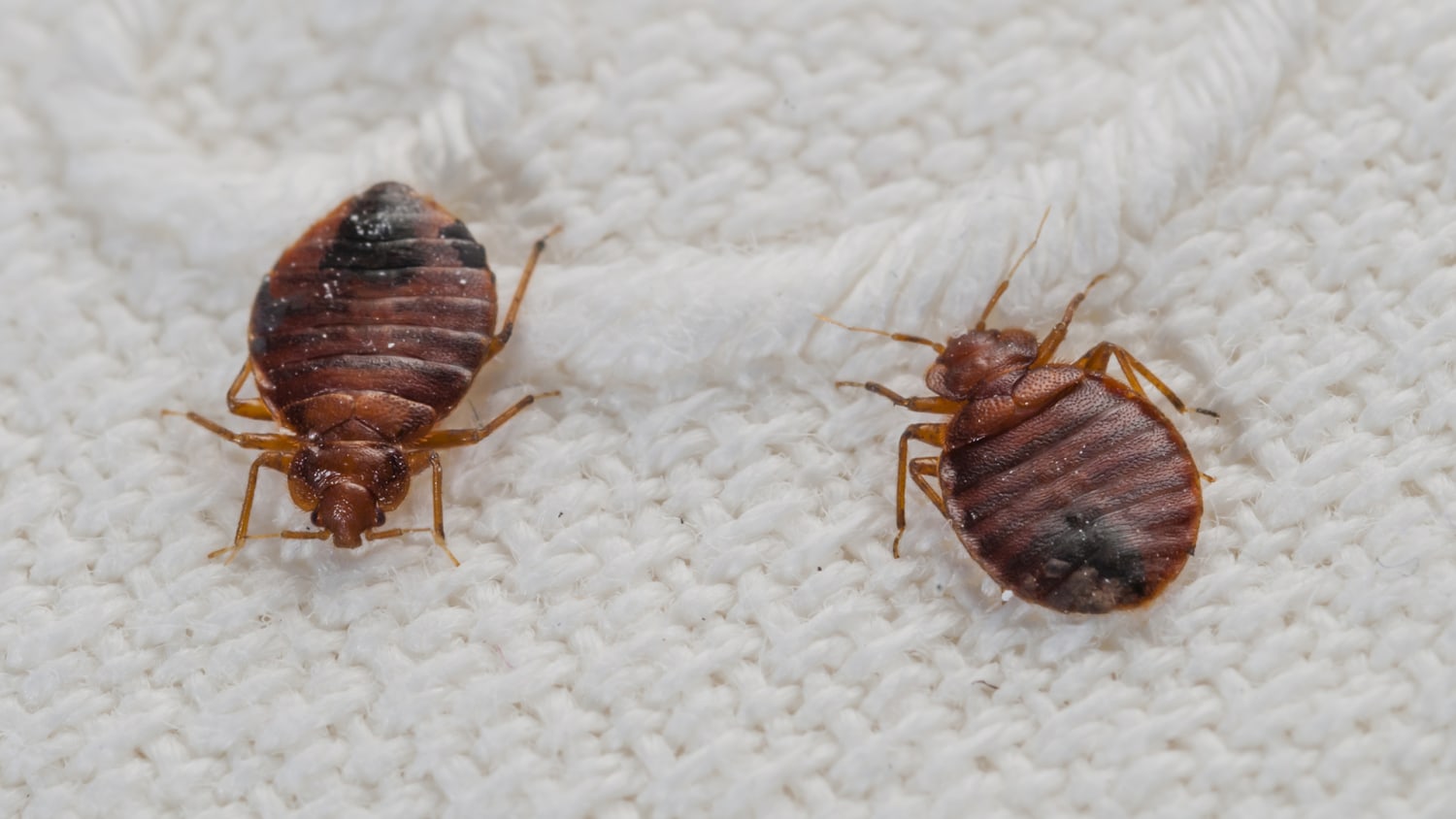 Bed Bug Inspections
