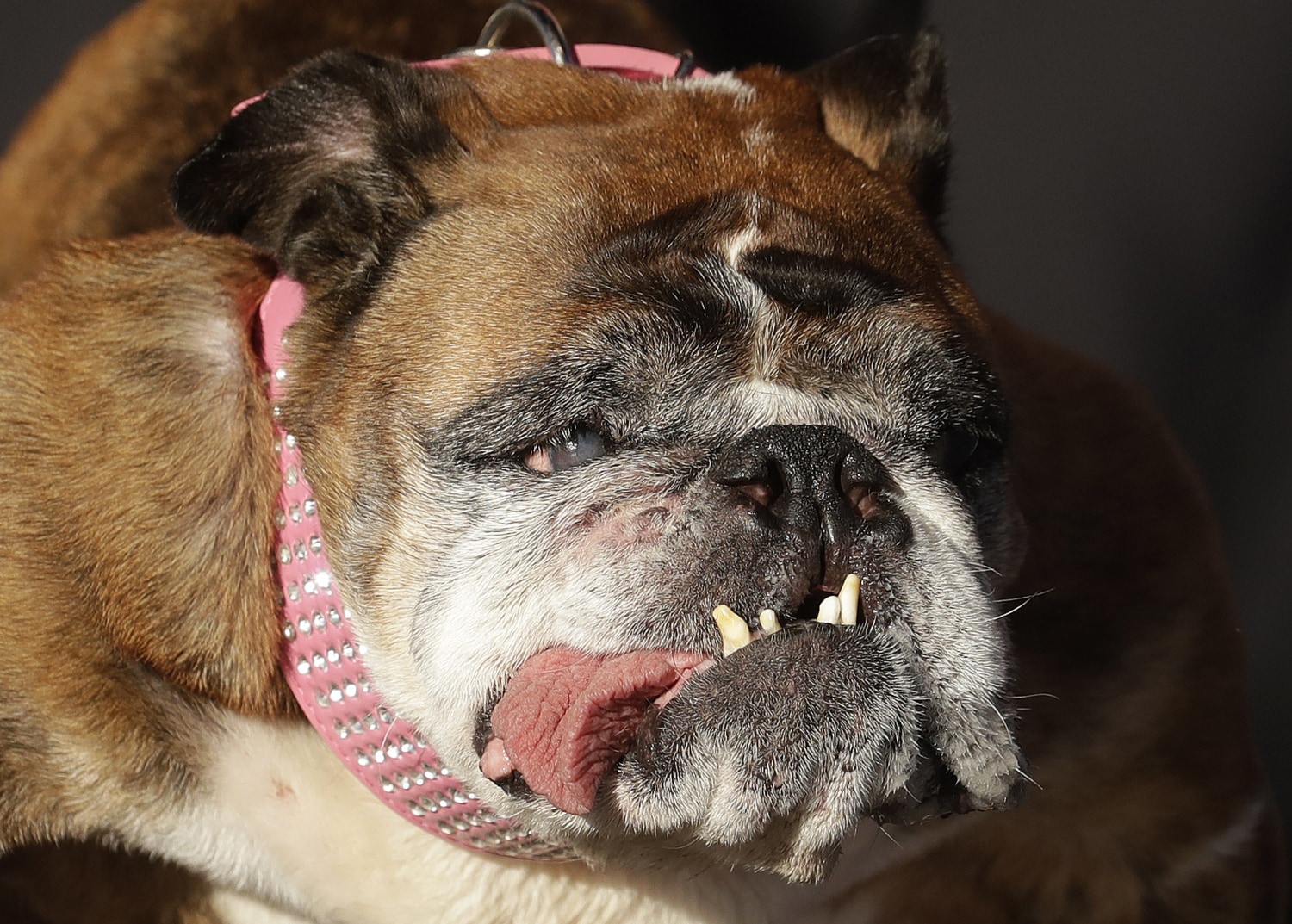Ugly online british bulldog