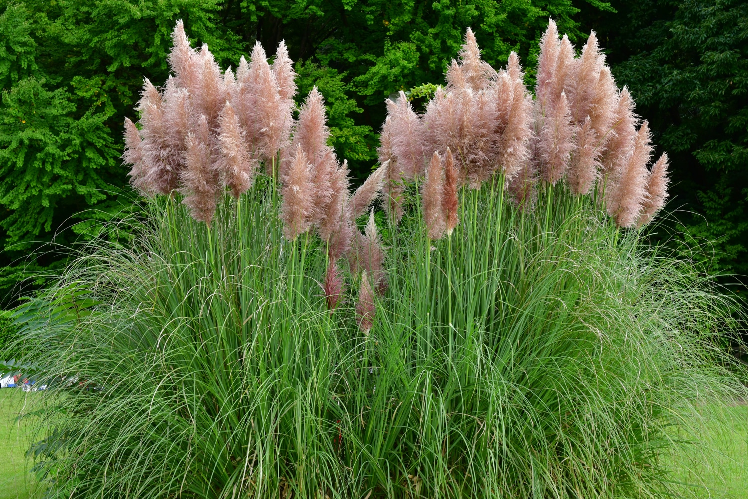 How to Preserve Pampas Grass Flowers for Decorating
