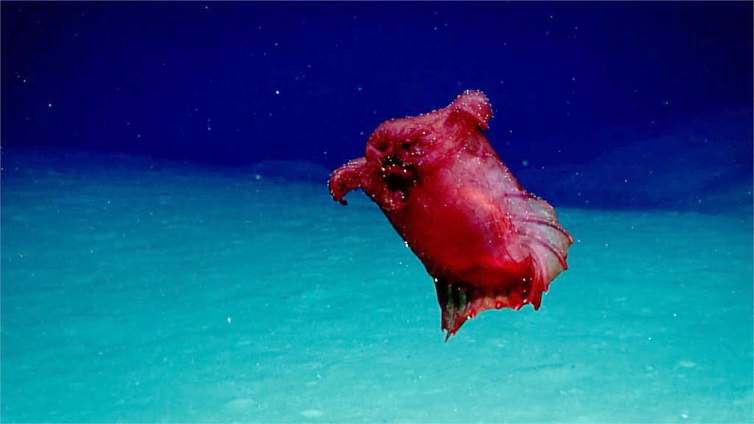 Rarely seen 'headless chicken monster' — actually a sea cucumber — spotted  in Southern Ocean