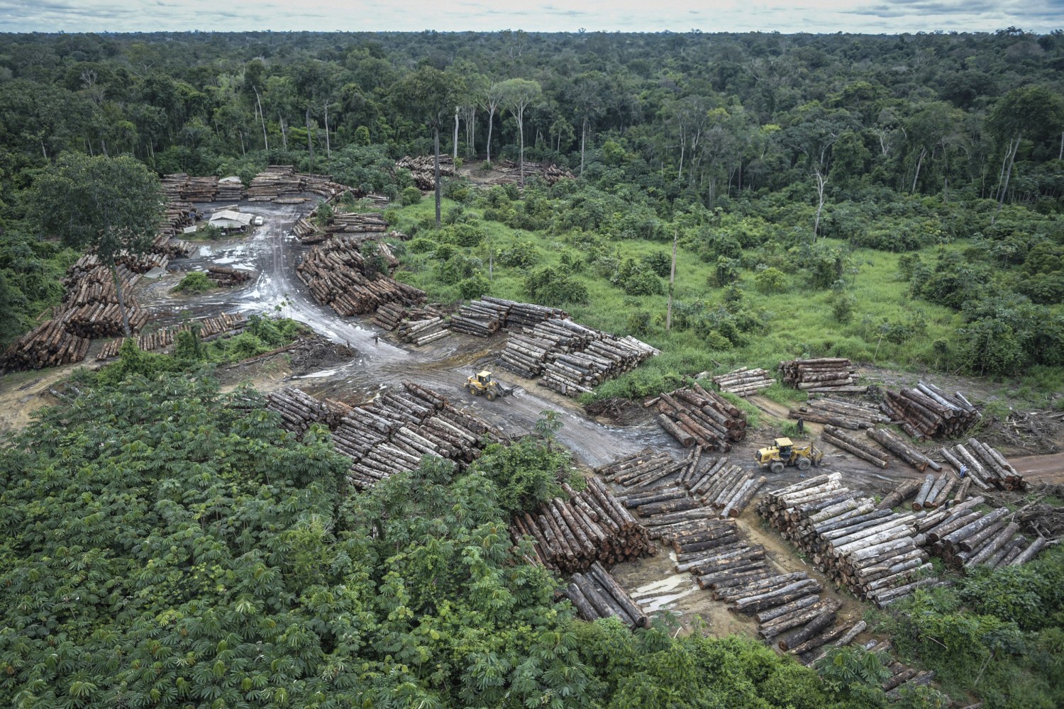 Environmentalists fear rampant deforestation as Brazil's Bolsonaro eyes new  policy