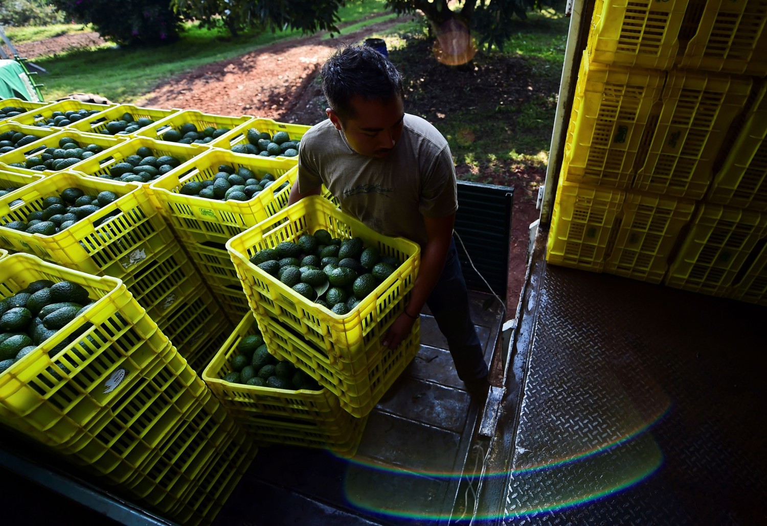 Mexi Avocado – The best Mexican Avocados