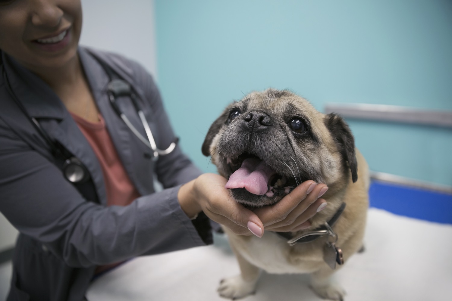 Veterinarians far more likely to die by suicide than other Americans, research shows Veterinarians far more likely to die by suicide than other Americans, research shows