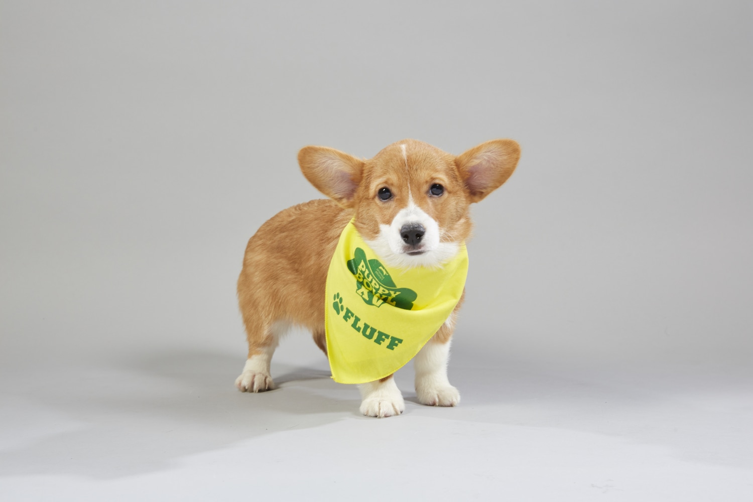 Puppy bowl shop 2019 line up