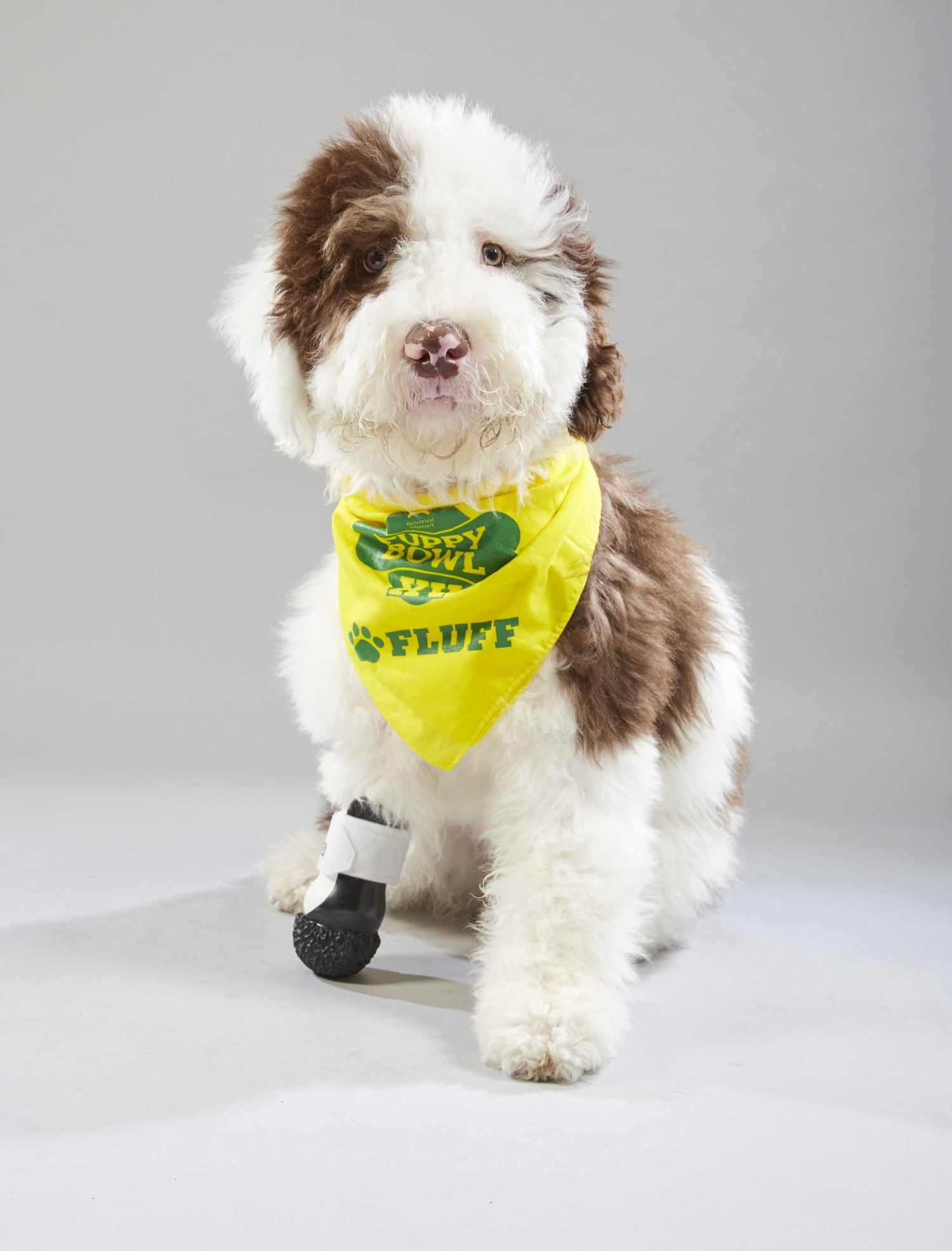 Puppy bowl 2019 line up discount