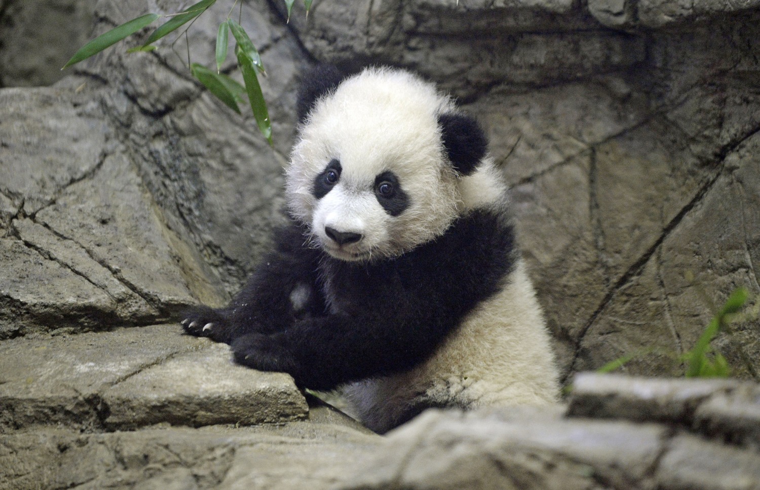 Bye-bye Bei Bei: National Zoo's panda cam goes dark amid government shutdown