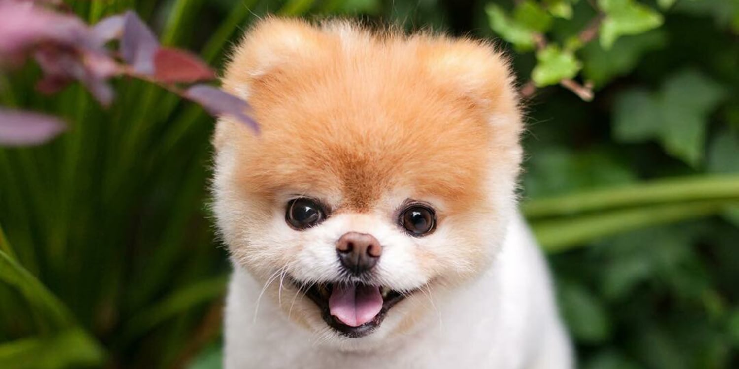 World's cutest dog Boo cutest photos gallery