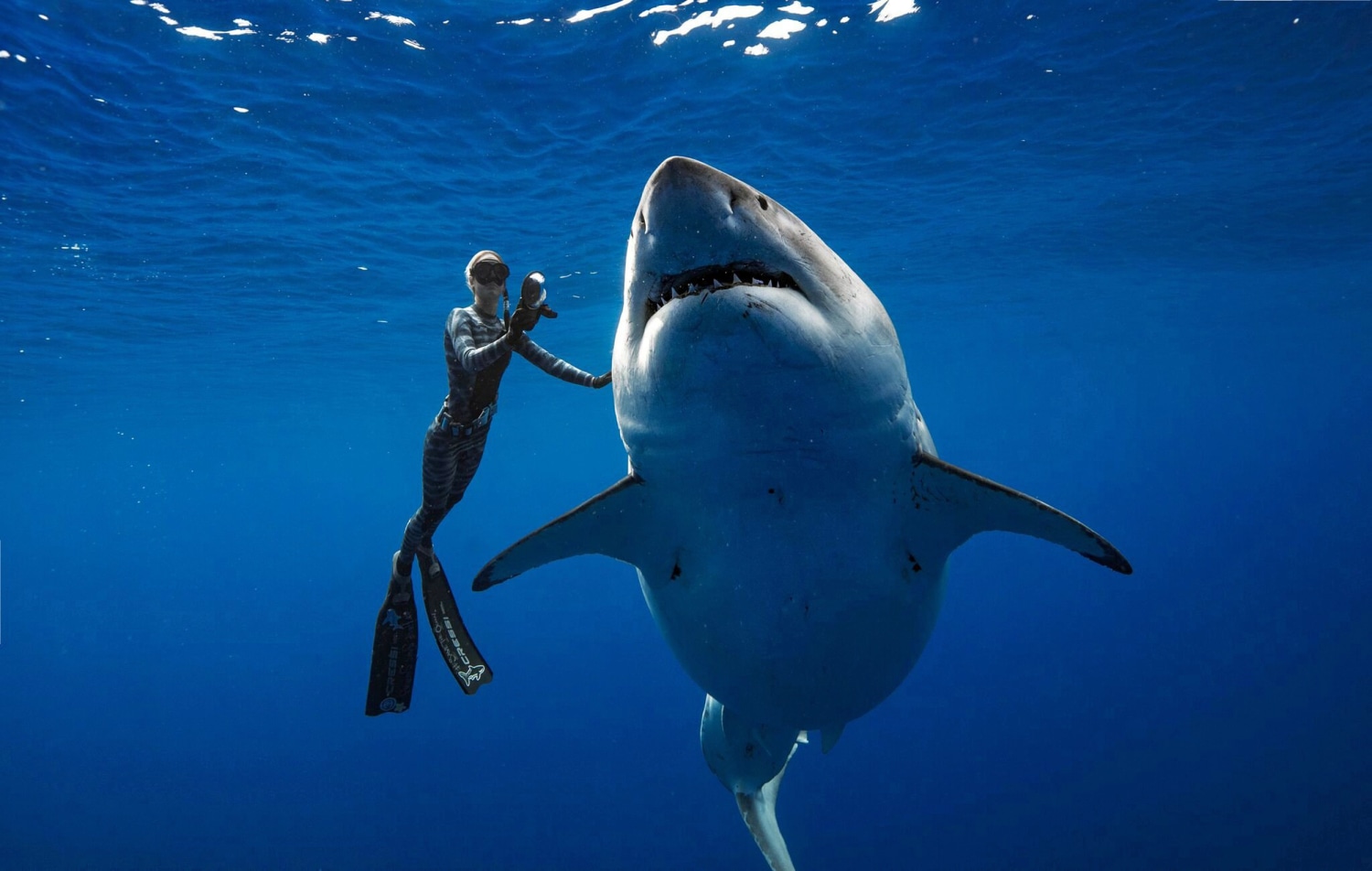 Marine biologist swims with 20 foot long great white shark