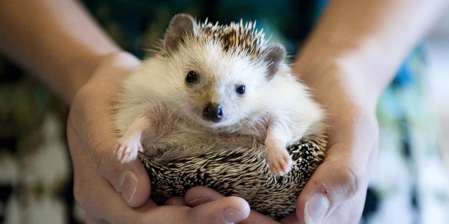 Pets hedgehog as Hedgehogs As