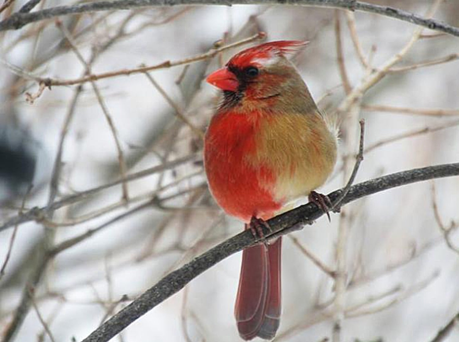 A cardinal that is half male, half female puzzles scientists, delights  birdwatchers