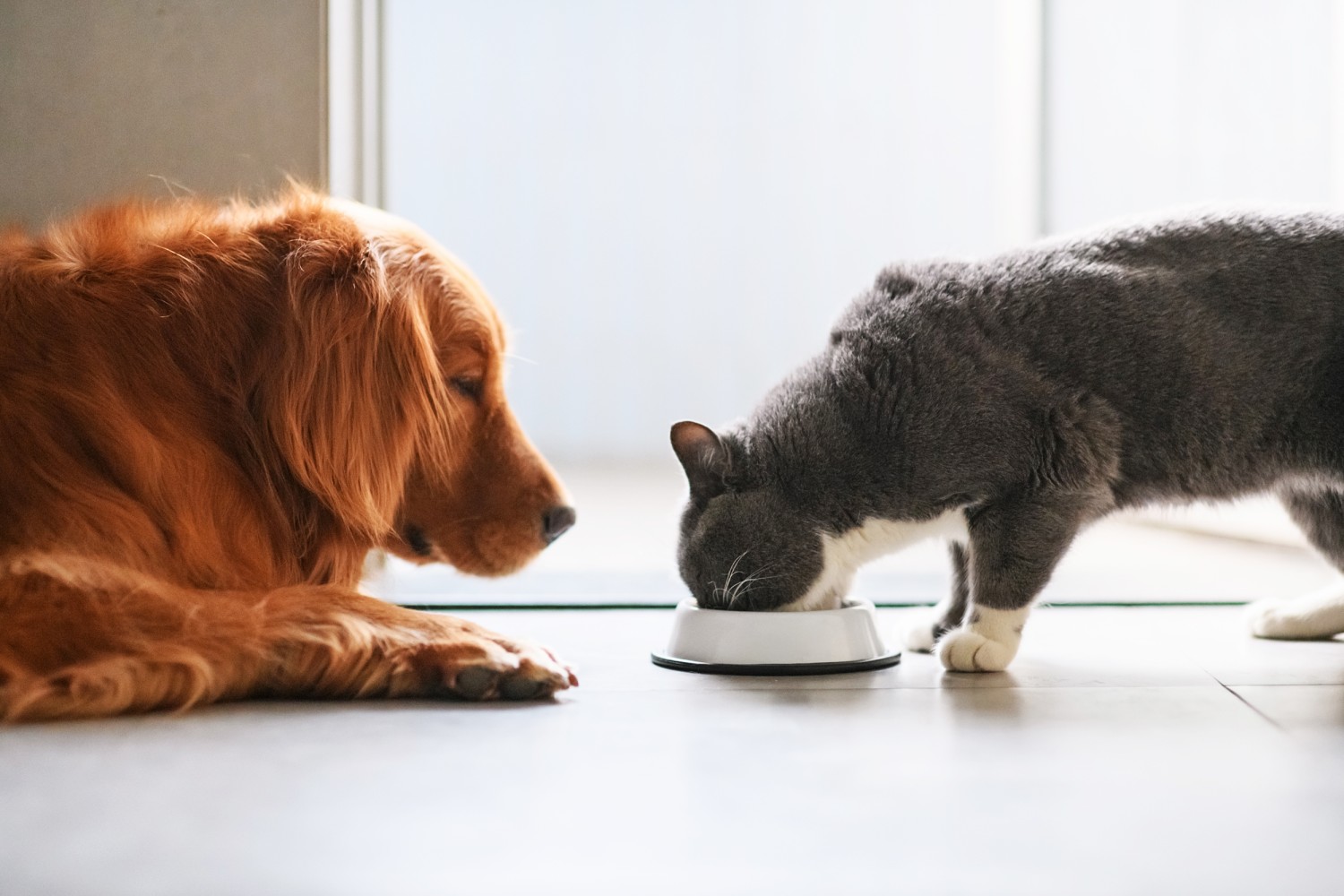 Cat or Dog for the Family Pet? - The 3 Deciding Considerations