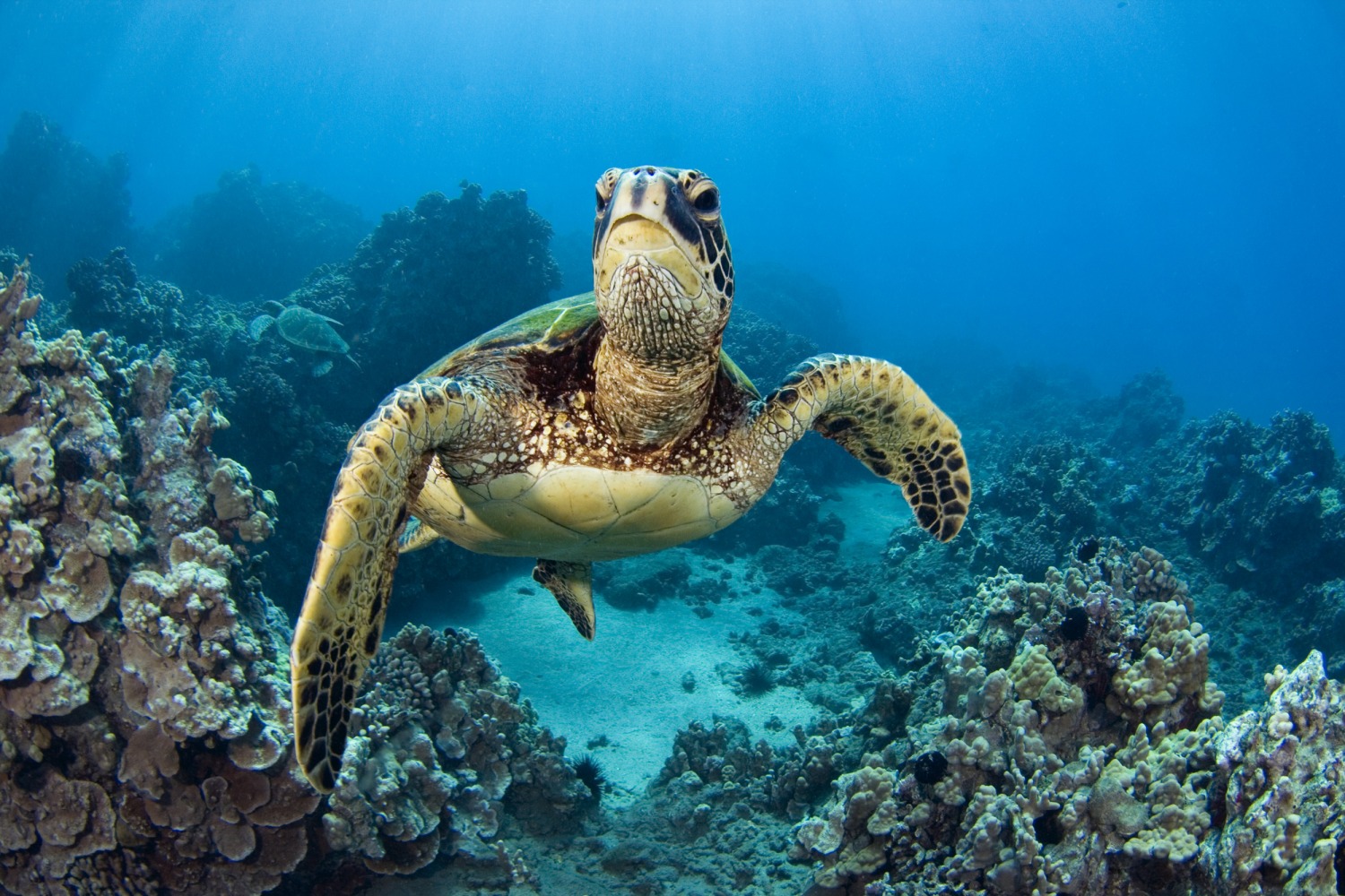 Turtle in the Sea