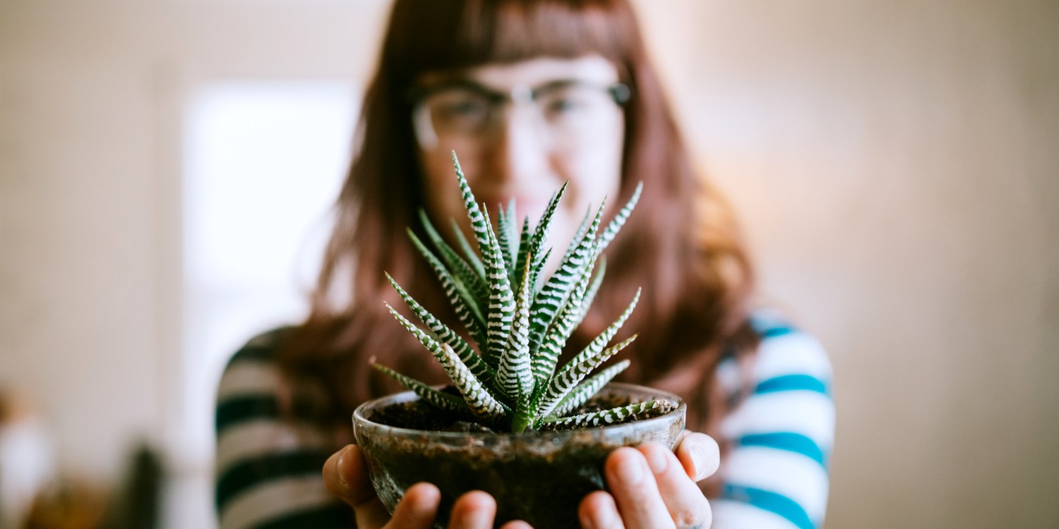 Handcrafted Live Air Plant Arrangement | Office Desk Indoor Plant | Unique  Gift