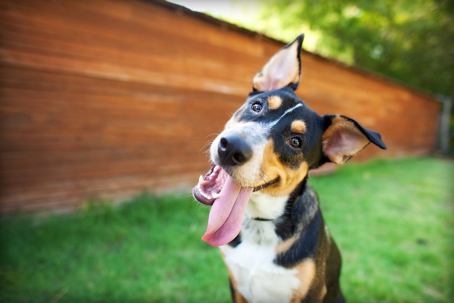 Your Dog May Love You, But Doesn'T Love The Sight Of Your Face, Study Finds