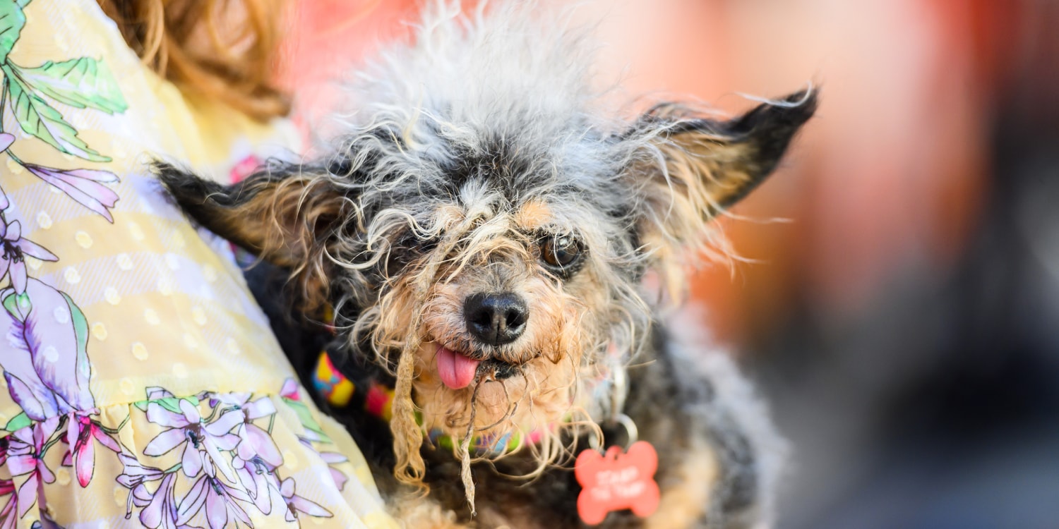 Scamp deals ugliest dog