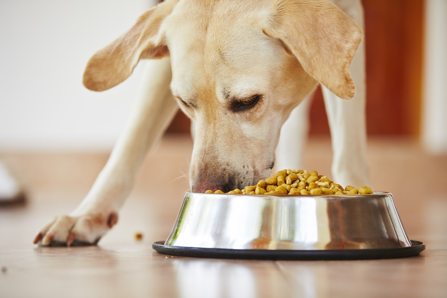 Healthy food clearance to feed dogs