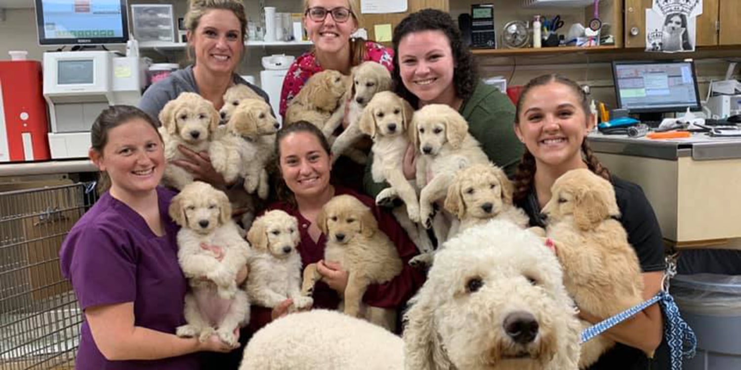 Large goldendoodle clearance puppies