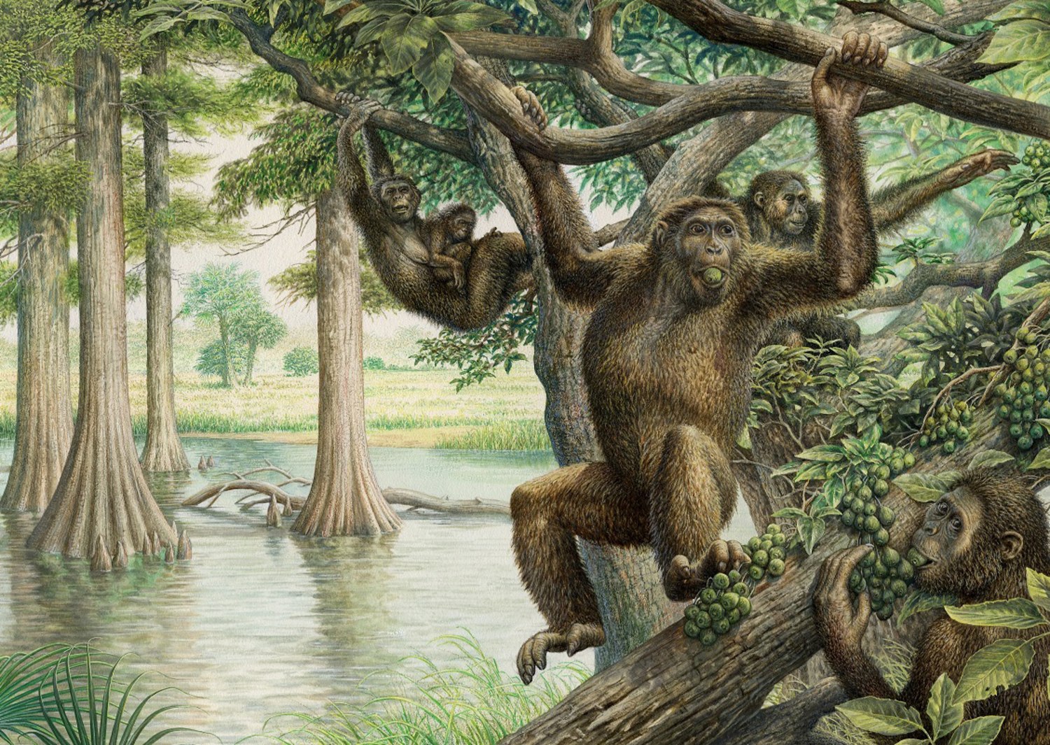 Ancient ape fossil yields surprising new insights about human evolution