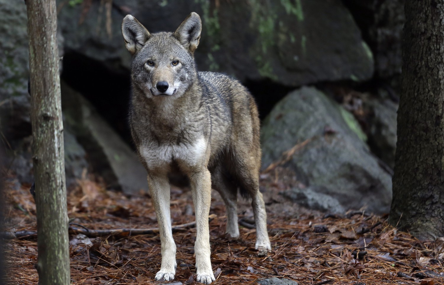 N.C. Gov. Cooper seeks help for critically endangered red wolf — just a  dozen or so in the wild