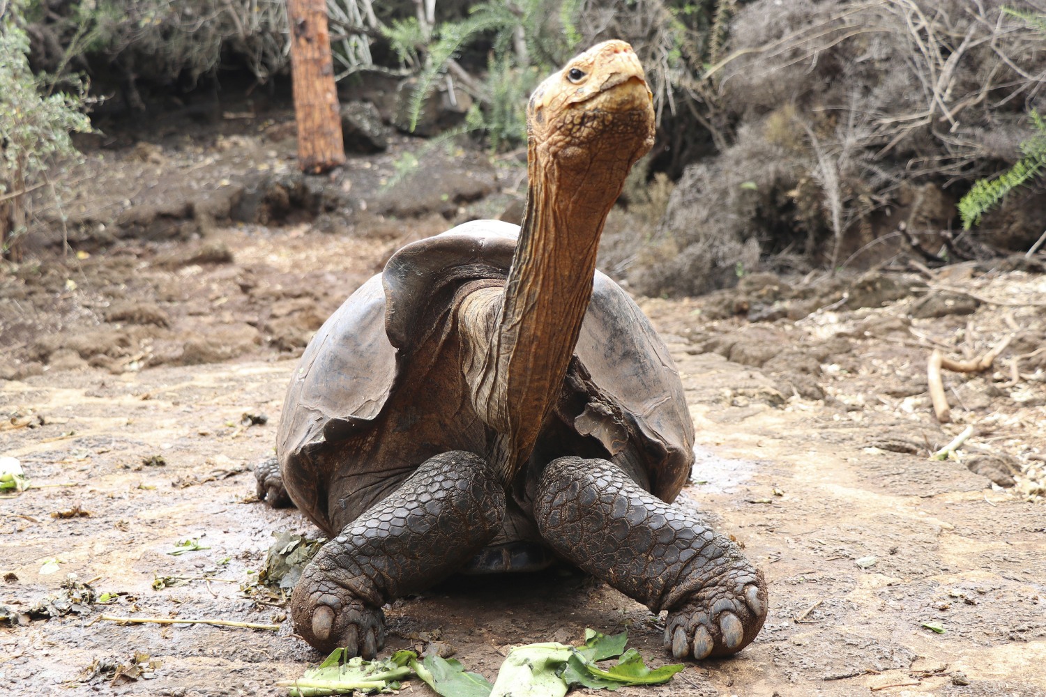 Giant tortoise who helped save species retires in Galapagos Islands