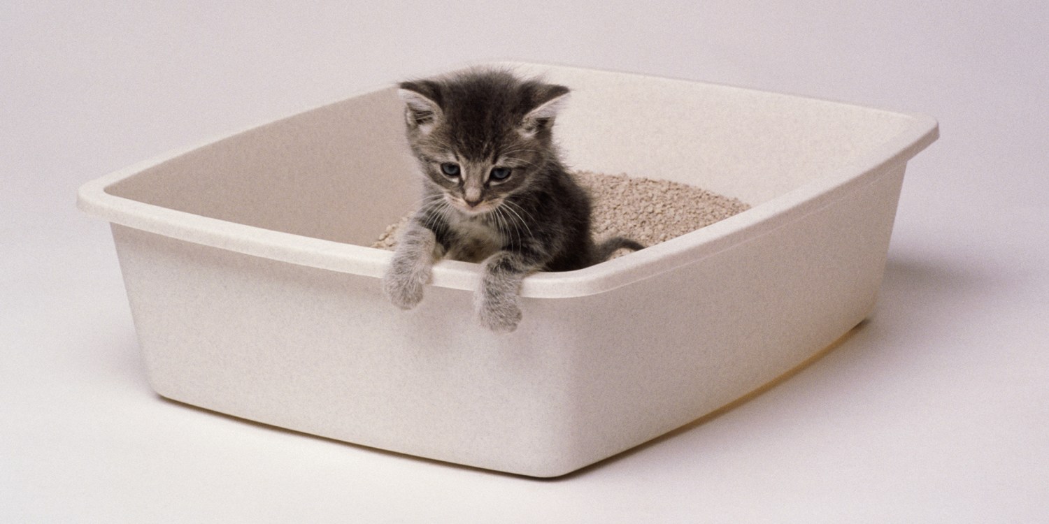 The Best Cat Litters Of 2020