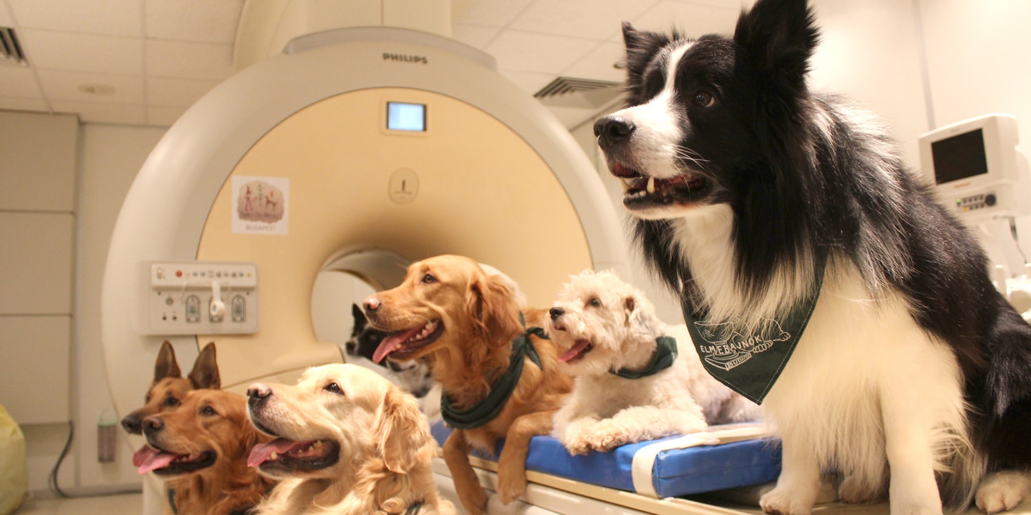 Brain Scans Reveal Dogs' Thoughts