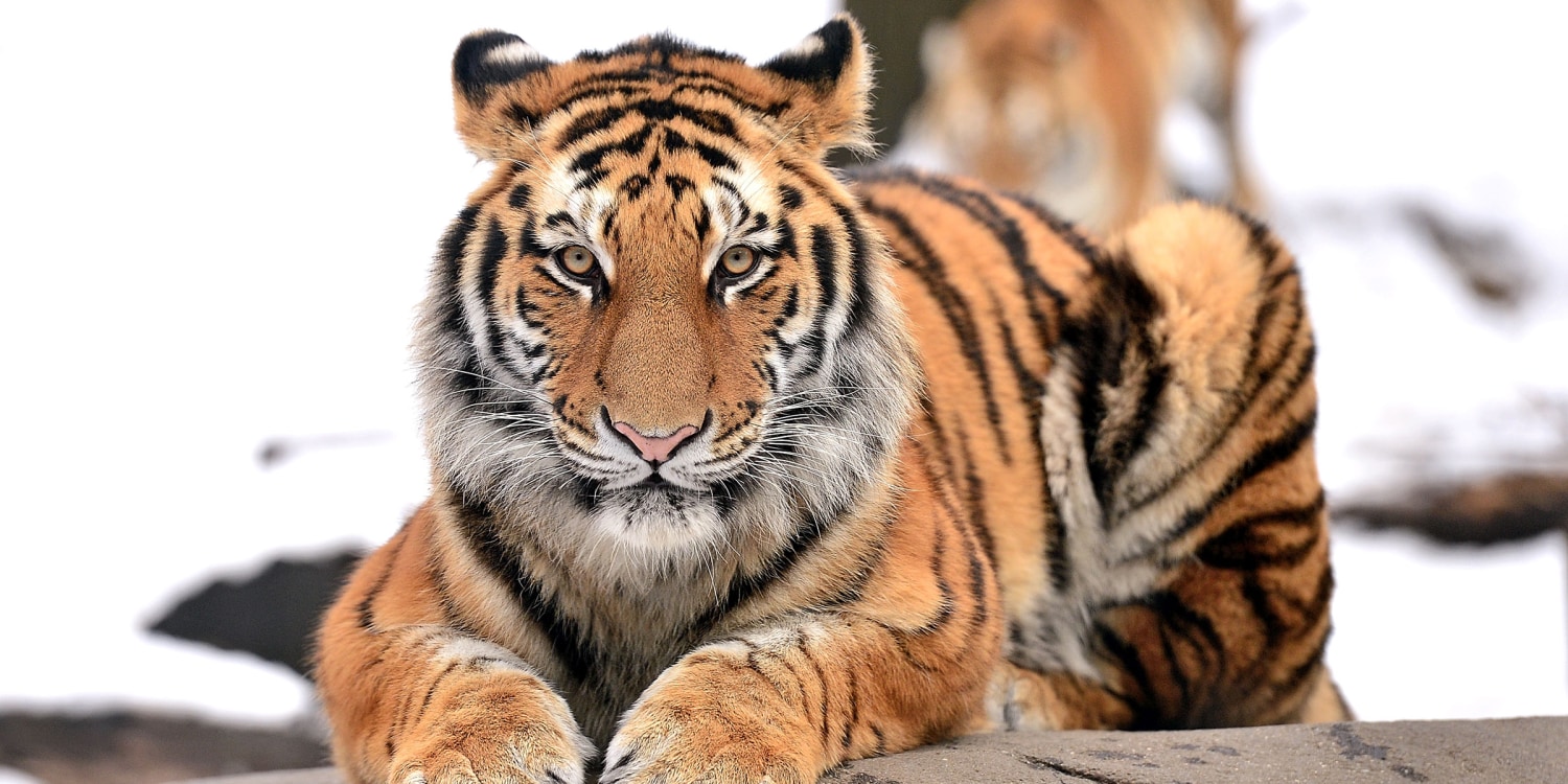 Tiger at NYC's Bronx Zoo tests positive for COVID-19