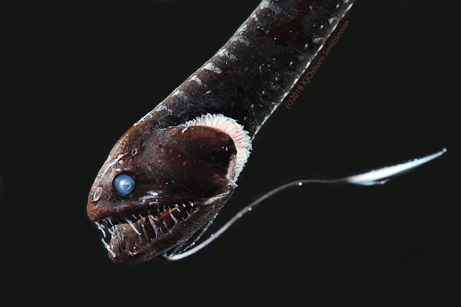 Meet the 'ultra-black' fish of the ocean's depths