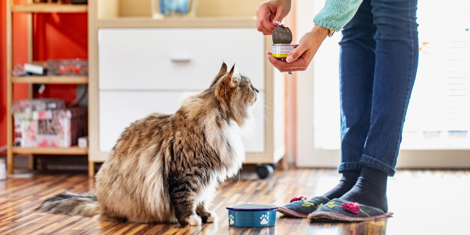 Feeding cats shop dry food