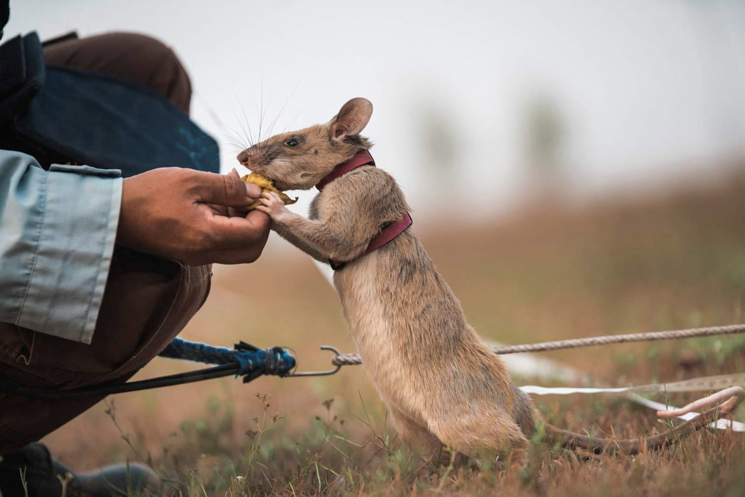 Rats landmines discount