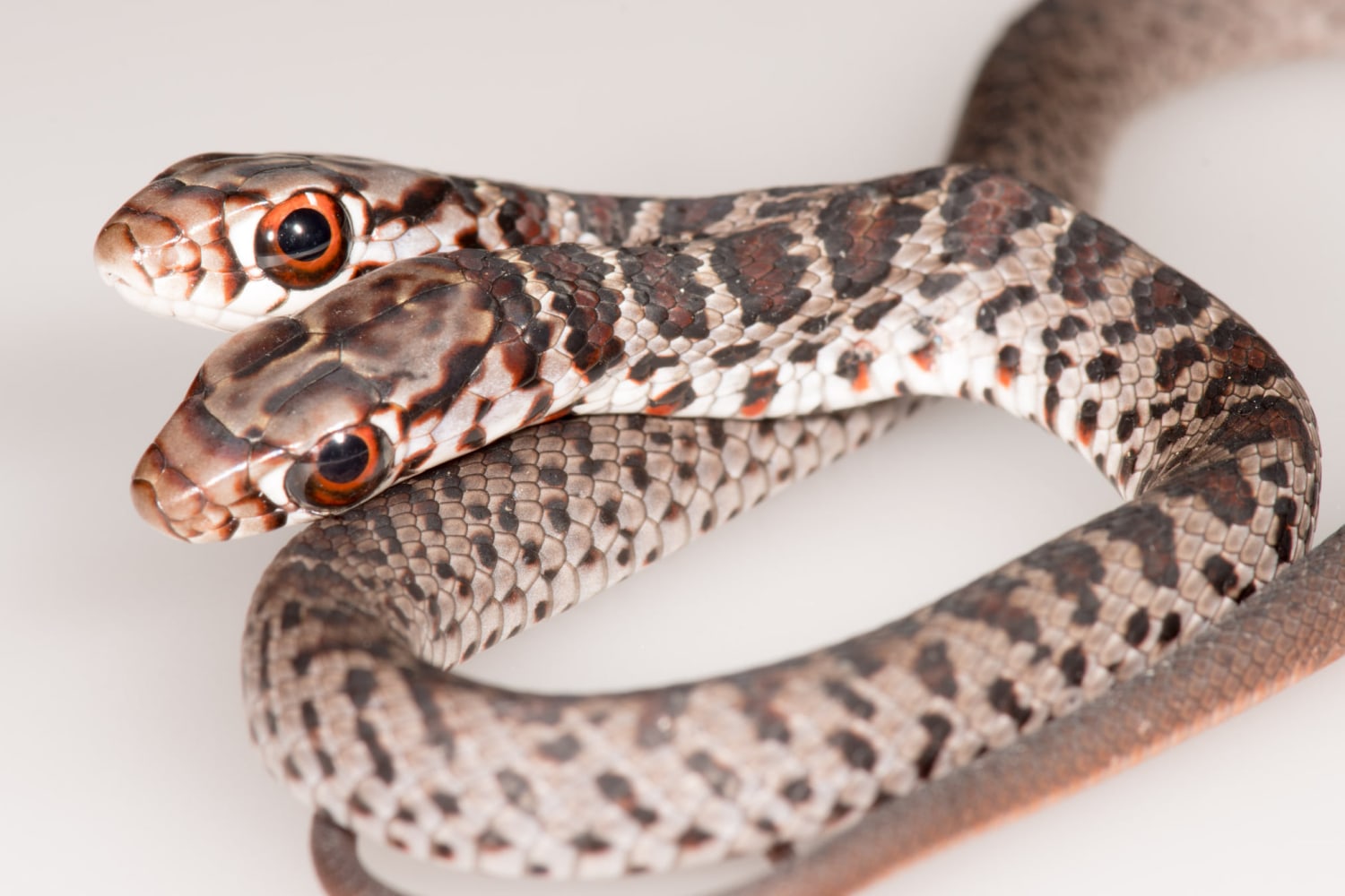 Premium Photo  Two-headed snake or pipe snake is a type of non-venomous  whose head and tail are almost the same