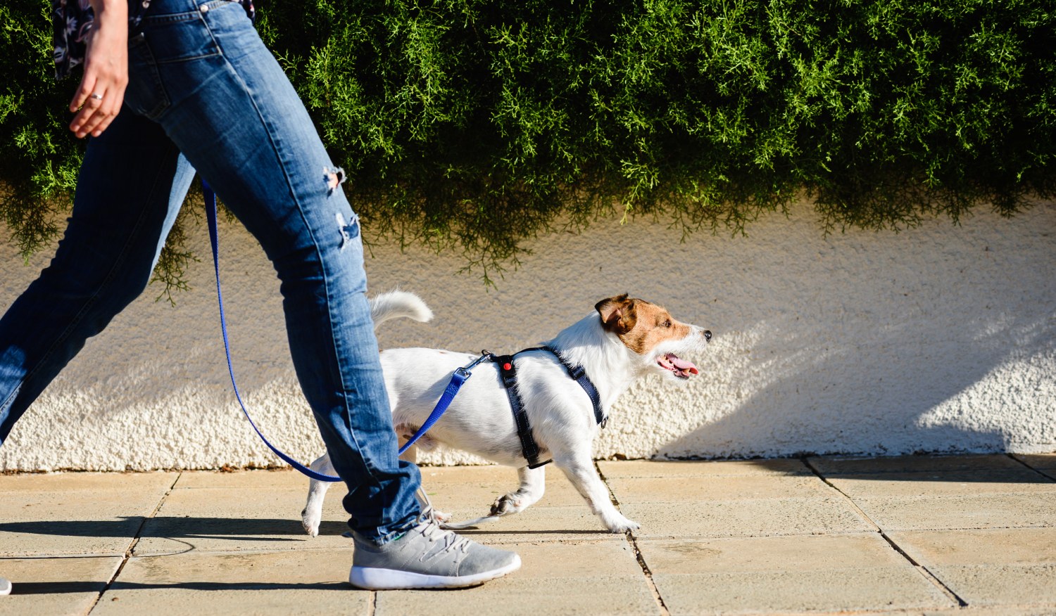 best dog harness