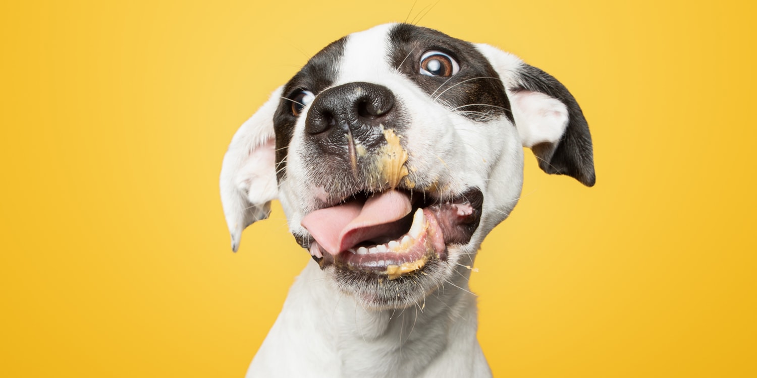 Dog licking peanut store butter