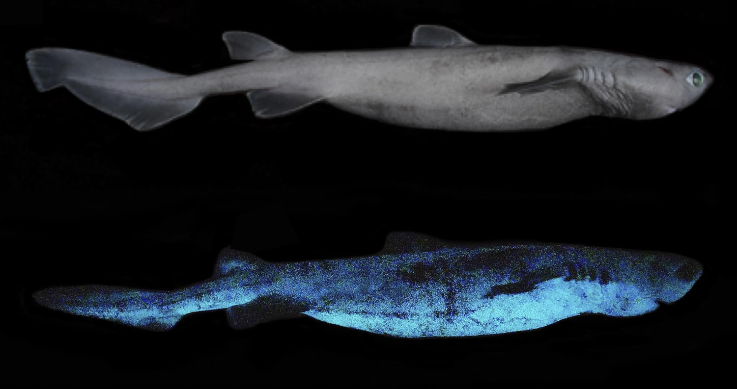 Sharks that glow in the dark? Scientists discover luminous deep-sea  predators off New Zealand