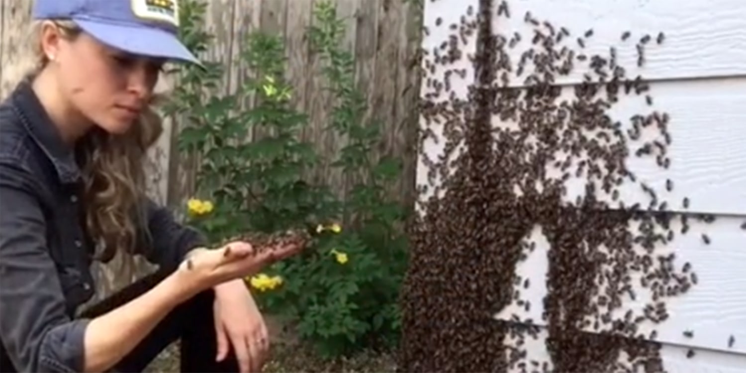 Beekeeper Erika Thompson scoops bees with her bare hands