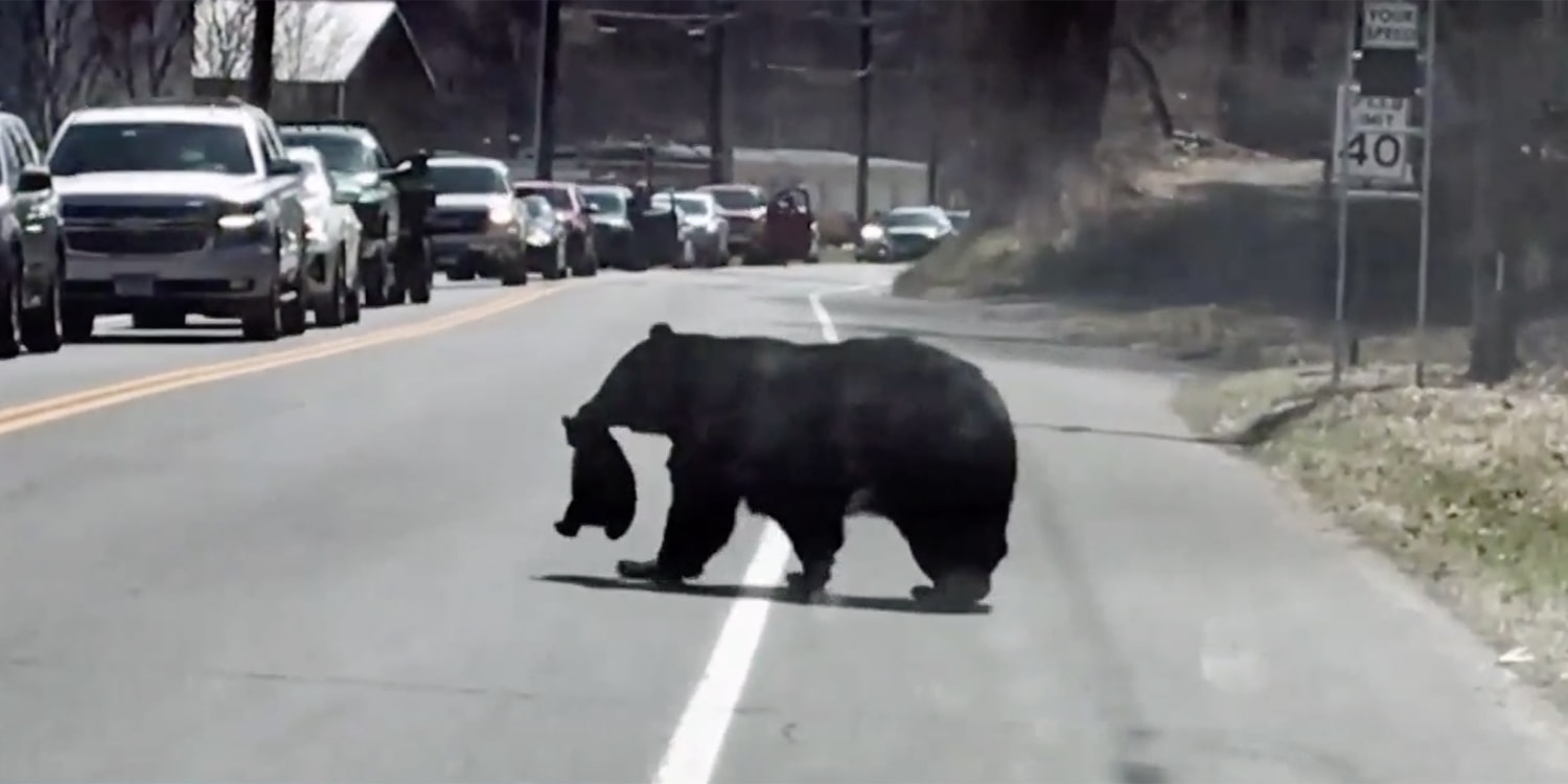 Mama Bear Crossing Road With Cubs