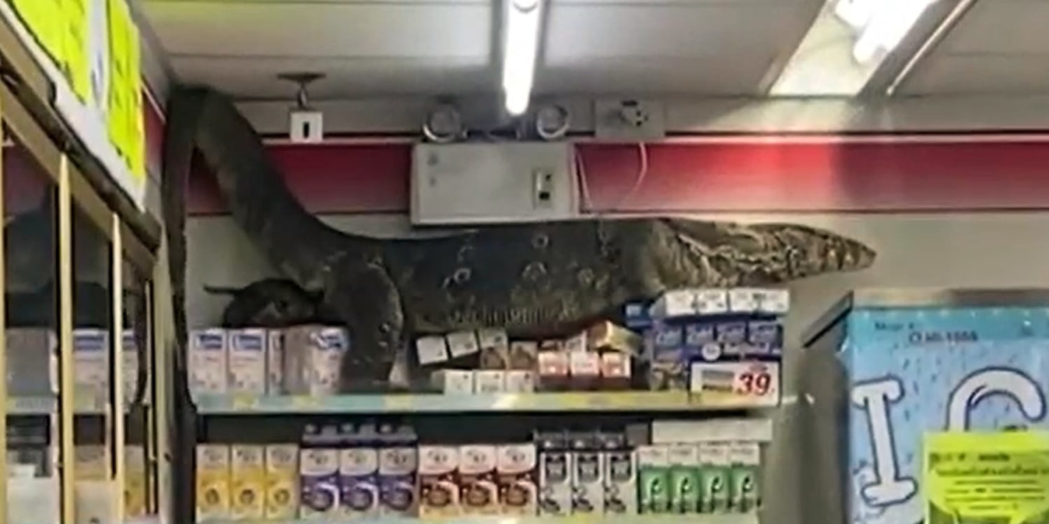 Lizard store 2025
