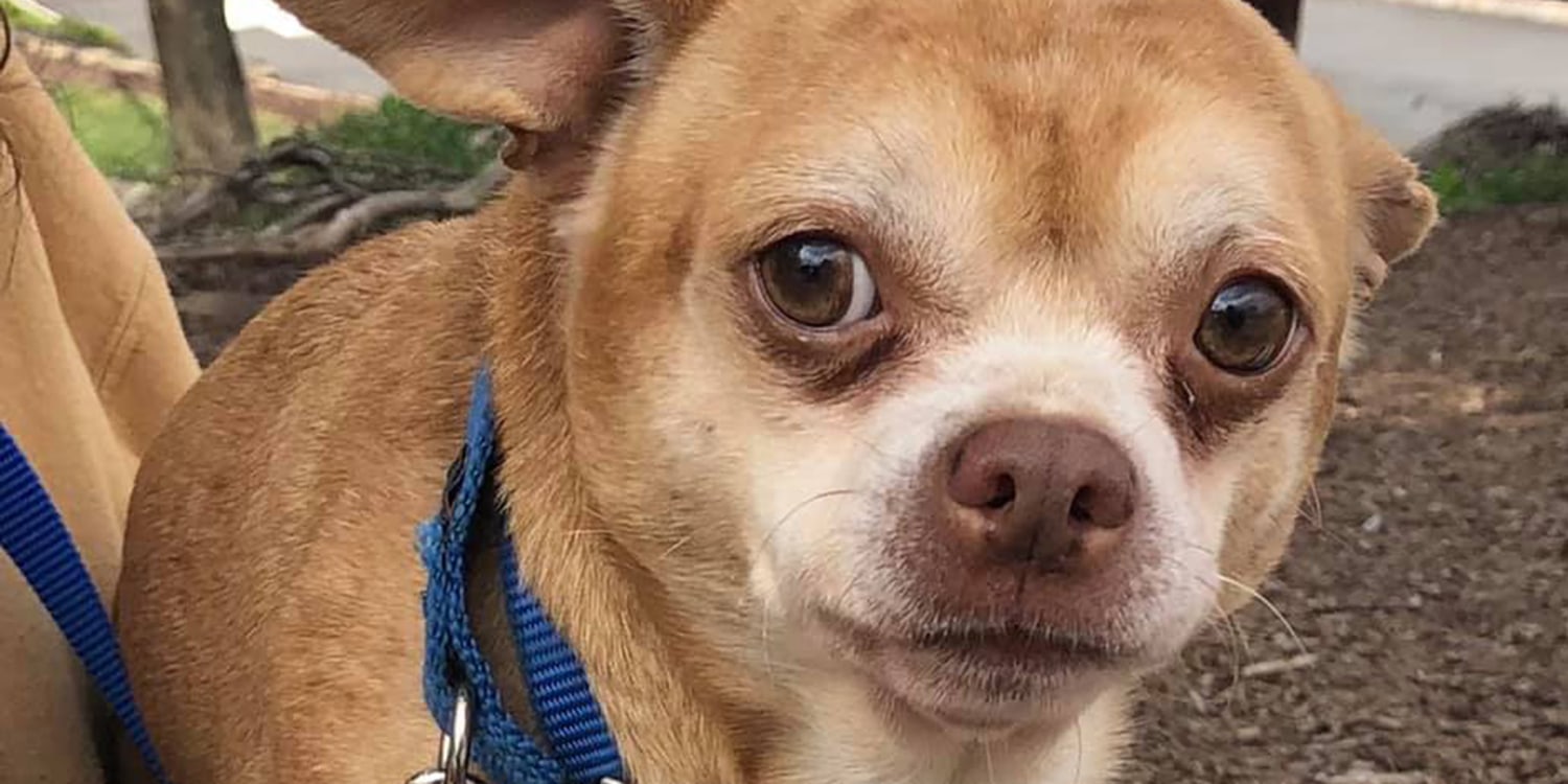 Prancer The Viral Demonic Chihuahua Finds His Forever Home